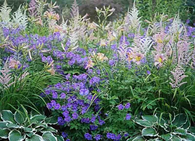 Garden Ideas, Perennial garden, Astilbe Diamant, Astilbe Europe, Hemerocallis Catherine Woodbury, Geranium Rozanne,