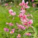 Anemone hupehensis, Japanese Anemones, Oriental lily, Lilium speciosum 'Rubrum', Anemone hupehensis var. japonica