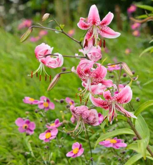 Anemone hupehensis, Japanese Anemones, Oriental lily, Lilium speciosum 'Rubrum', Anemone hupehensis var. japonica