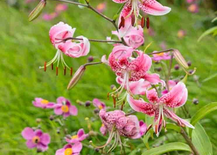 Anemone hupehensis, Japanese Anemones, Oriental lily, Lilium speciosum 'Rubrum', Anemone hupehensis var. japonica