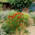 Garden ideas, Border ideas, Plant Combinations, Flowerbeds Ideas, Summer Borders, Gravel Garden, Mediterranean Garden, Sea Holly, Eryngium Giganteum,Helenium, Sneezeweed, Lavender, Lavandula, Stipa Tenuissima,