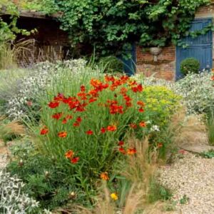 Garden ideas, Border ideas, Plant Combinations, Flowerbeds Ideas, Summer Borders, Gravel Garden, Mediterranean Garden, Sea Holly, Eryngium Giganteum,Helenium, Sneezeweed, Lavender, Lavandula, Stipa Tenuissima,
