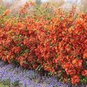 Garden Ideas, Landscaping ideas, Hedges ideas, Plant combination ideas, Borders ideas, Chaenomeles japonica (Quince) and veronica (speedwell)
