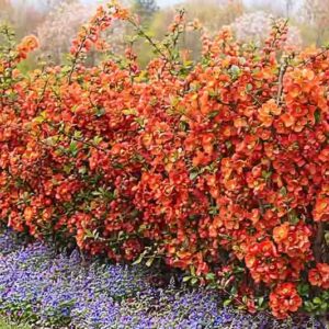 Garden Ideas, Landscaping ideas, Hedges ideas, Plant combination ideas, Borders ideas, Chaenomeles japonica (Quince) and veronica (speedwell)