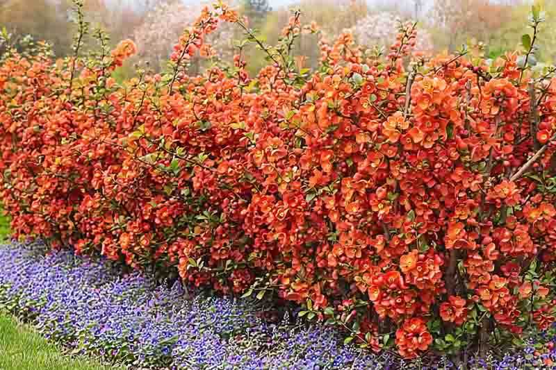 Garden Ideas, Landscaping ideas, Hedges ideas, Plant combination ideas, Borders ideas, Chaenomeles japonica (Quince) and veronica (speedwell)
