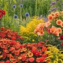 Goldenrod, Helenium, Dahlia, Peruvian Lily, Globe thistle, Verbena