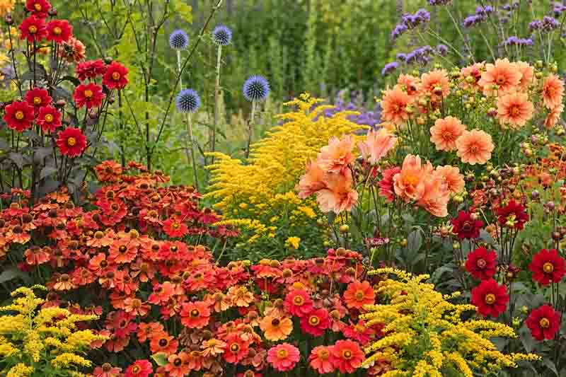 Goldenrod, Helenium, Dahlia, Peruvian Lily, Globe thistle, Verbena