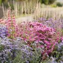 A vibrant late-season border with asters, Penstemon 'George Home', and Karl Foerster grass for long-lasting fall color