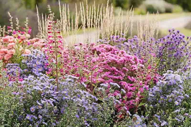 A vibrant late-season border with asters, Penstemon 'George Home', and Karl Foerster grass for long-lasting fall color
