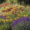 Lychnis chalcedonica (Maltese Cross), Hemerocallis 'Golden Chimes' (Daylily), Salvia nemorosa 'Caradonna' (Sage)
