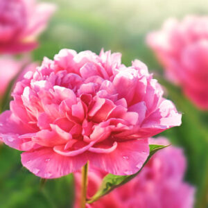 Peony, Peonies, How to choose peonies, Peonies bloom time, peony bloom season, Chinese Peony, Garden Peony, Itoh Peony, Tree Peony, herbaceous Peony