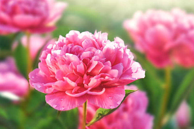 Peony, Peonies, How to choose peonies, Peonies bloom time, peony bloom season, Chinese Peony, Garden Peony, Itoh Peony, Tree Peony, herbaceous Peony