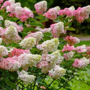 Hydrangea paniculata, Panicle Hydrangea, PeeGee Hydrangea, Limelight Hydrangea Hydrangea Tradiva, Hydrangea Grandilora