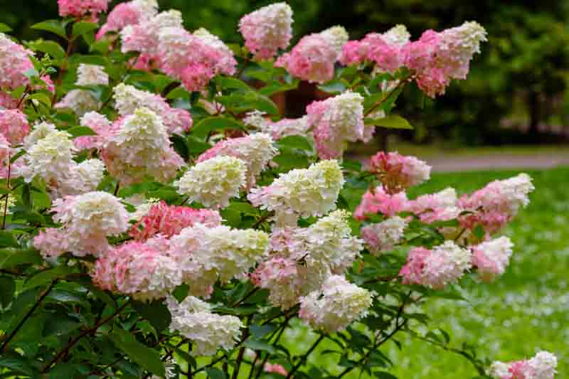 Hydrangea paniculata, Panicle Hydrangea, PeeGee Hydrangea, Limelight Hydrangea Hydrangea Tradiva, Hydrangea Grandilora