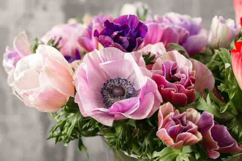 bouquet of mixed anemones flowers in vase . the work of the florist at a flower shop.
