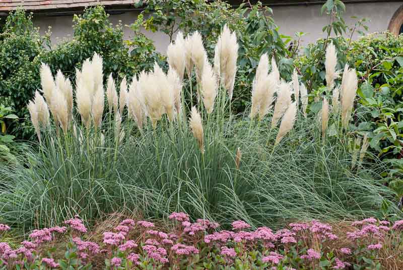 pampa grass, cortaderia selloana, pampa grass Pumila, cortaderia selloana Pumila