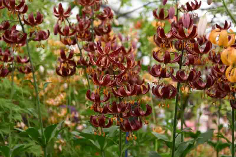 Lilium martagon Claude Shride, Martagon lilies