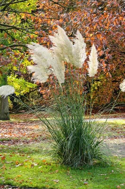 Cortaderia sellanoa, Pampa Grass