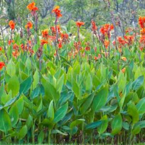 Canna, Canna lily, Canna Lilies, Indian Shot Plants, Indian Shot Canna indica, canna wyoming, canna brilliant, canna brillant, canna Ingeborg, Canna lucifer, Canna Pretoria, Canna Striata, canna Tropicana