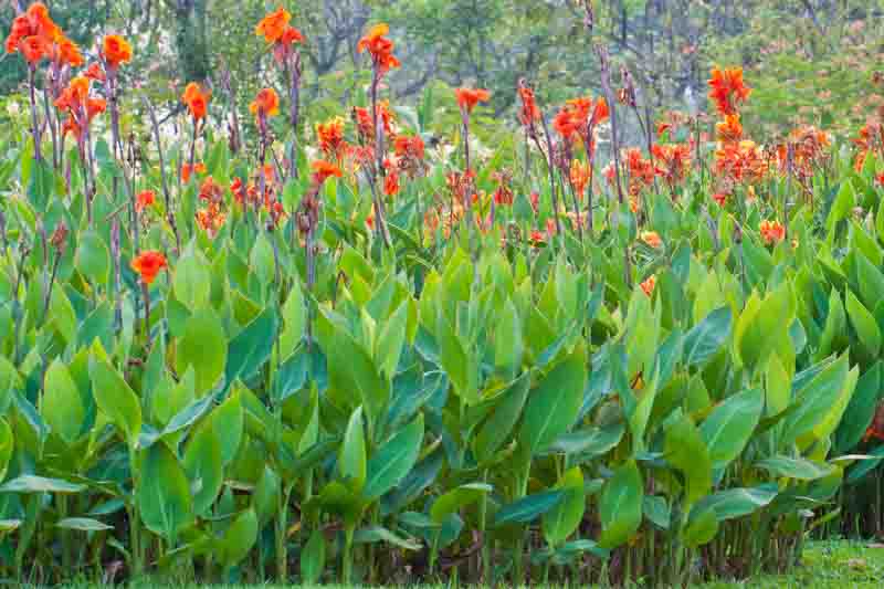 Canna, Canna lily, Canna Lilies, Indian Shot Plants, Indian Shot Canna indica, canna wyoming, canna brilliant, canna brillant, canna Ingeborg, Canna lucifer, Canna Pretoria, Canna Striata, canna Tropicana