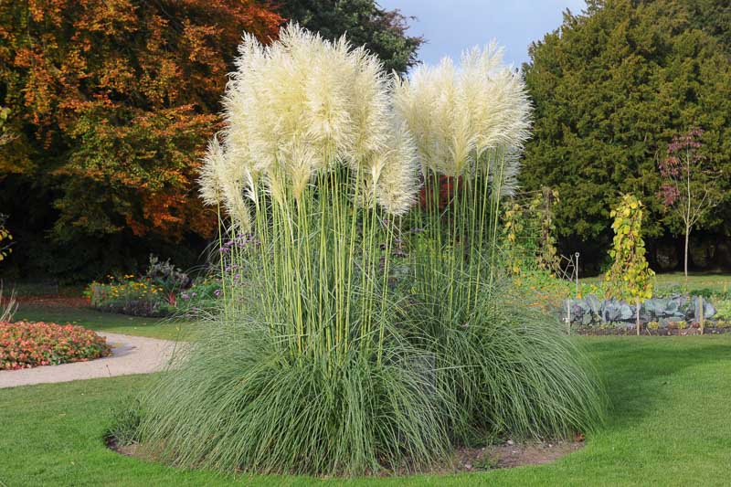 pampa grass, cortaderia selloana