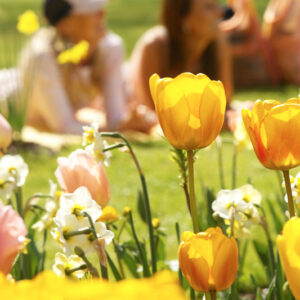 Fosteriana tulips, Fosteriana Tulips, Spring Bulbs, Spring Flowers, Tulip Red Emperor, Tulip Orange Emperor, Tulip Purissima, Tulip Yellow Purissima, Tulip Madame Lefeber,bulbs Design, Garden Ideas