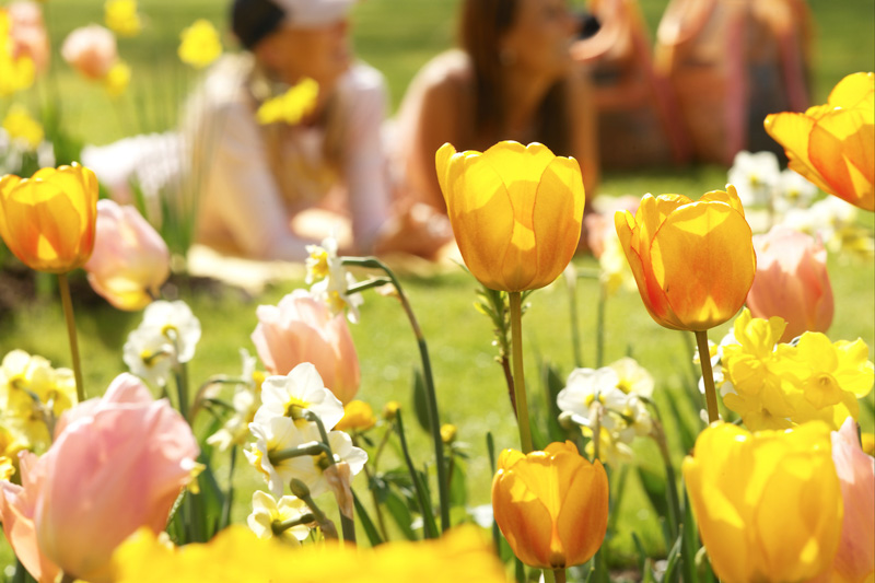 Fosteriana tulips, Fosteriana Tulips, Spring Bulbs, Spring Flowers, Tulip Red Emperor, Tulip Orange Emperor, Tulip Purissima, Tulip Yellow Purissima, Tulip Madame Lefeber,bulbs Design, Garden Ideas