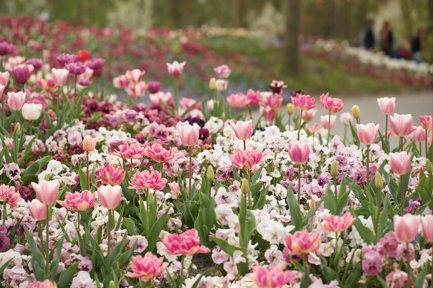 Angelique Tulip, Tulip Angelique, Peony Tulips, Double Tulips, Pink Tulips