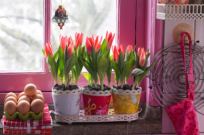 Tulip Pinocchio, Pinocchio Tulip, Greeigii Tulip, Tulips, Tulip