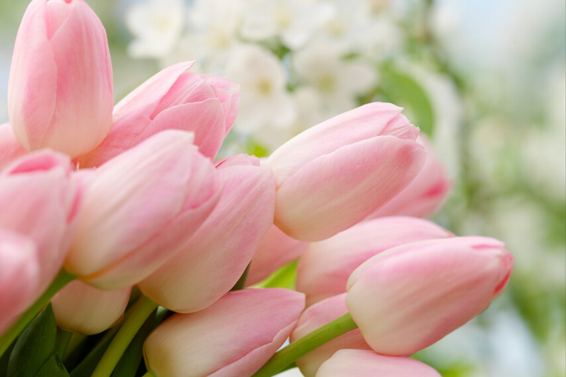 Single Late Tulips, Spring Bulbs, Spring Flowers, Tulip Menton, Tulip Avignon, Tulip Queen of Night, bulbs Design, Spring Bulbs, Summer Bulbs, Fall Fulbs, Garden Ideas
