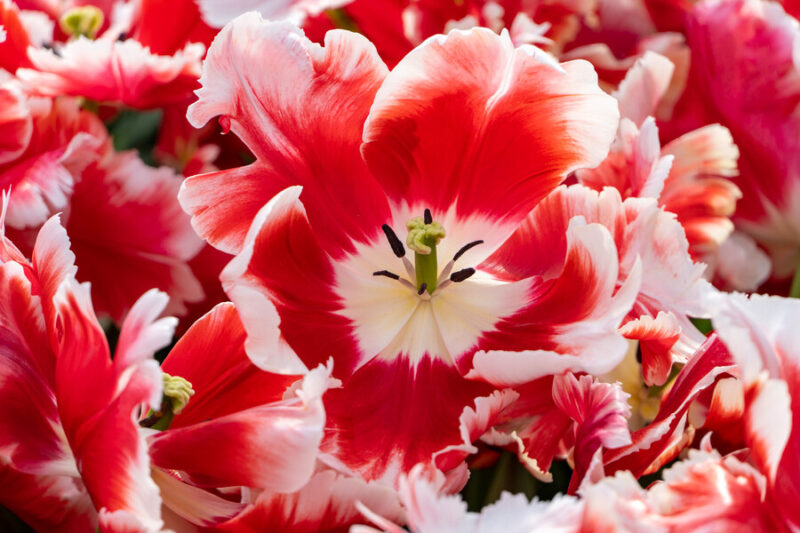 Parrot Tulips, Spring Bulbs, Spring Flowers,Tulip Black parrot,Tulip Blue Parrot, Tulip Erna Lindgreen,Tulip Estella Rijnveld,Tulip Rococo, Tulip Texas Flame, bulbs Design, Late Spring Bulbs