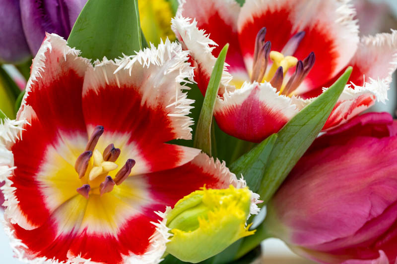 Fringed Tulip, Fringed Tulips