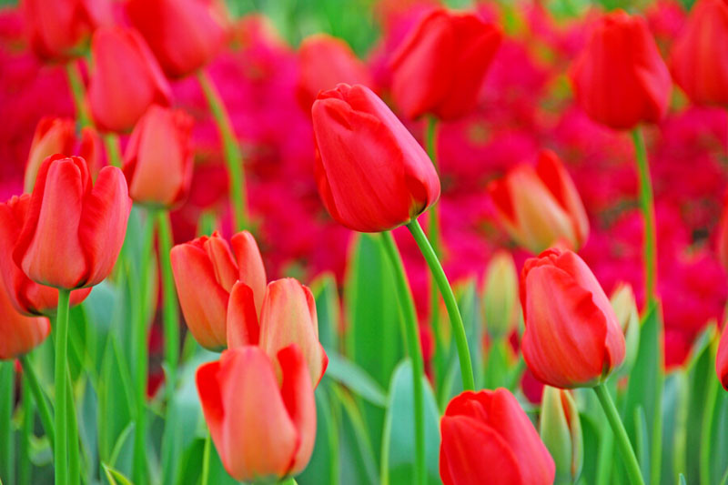 thumbnail image 2 of Tulip Darwin Hybrid Beauty Of Spring - 20 Bulbs - Longfield Gardens 2 of 12