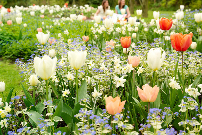Tulip Purissima, Tulip Orange Emperor, Tulip Pink Diamond, Daffodil White Marvel, Bugloss