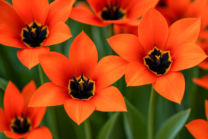 Fosteriana Tulips: The Crown Jewels of Your Spring Garden