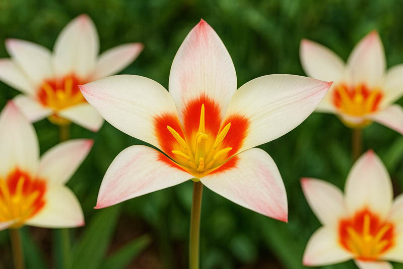 Kaufmanniana Tulips: Waterlily Blooms for Early Spring Gardens