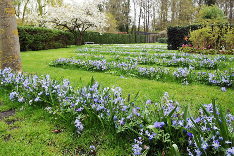 Chionodoxa, glory of the snow