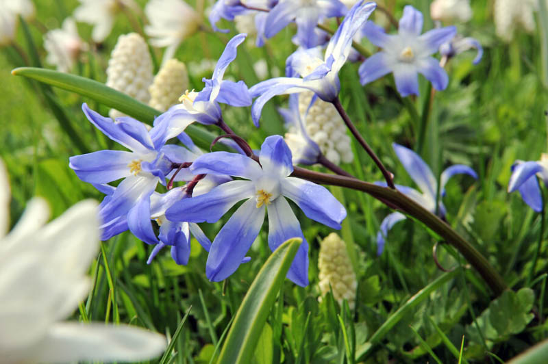 Chionodoxa, glory of the snow