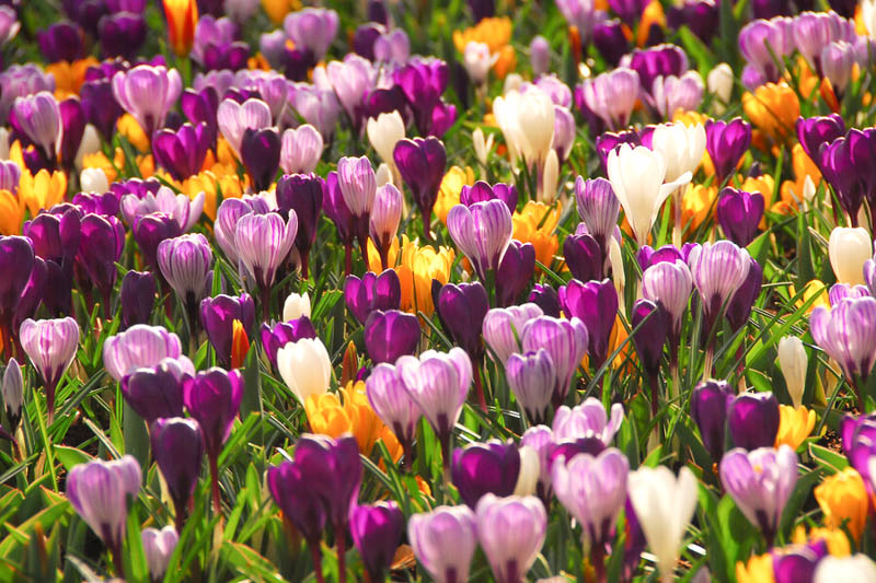 crocus, crocus vernus, giant crocus, dutch crocus