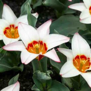 Tulips, tulipa kaufmanniana ancilla white flowers