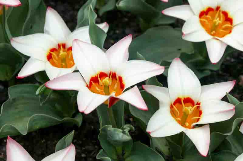 Tulips, tulipa kaufmanniana ancilla white flowers