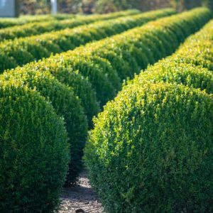 Boxwood, Common Box, Littleleaf Boxwood, Korean Boxwood, Buxus sempervirens, Buxus microphylla, Buxus hybrids, Buxus sinica var Insularis, Buxus microphylla var. Japonica, Buxus Suffruticosa