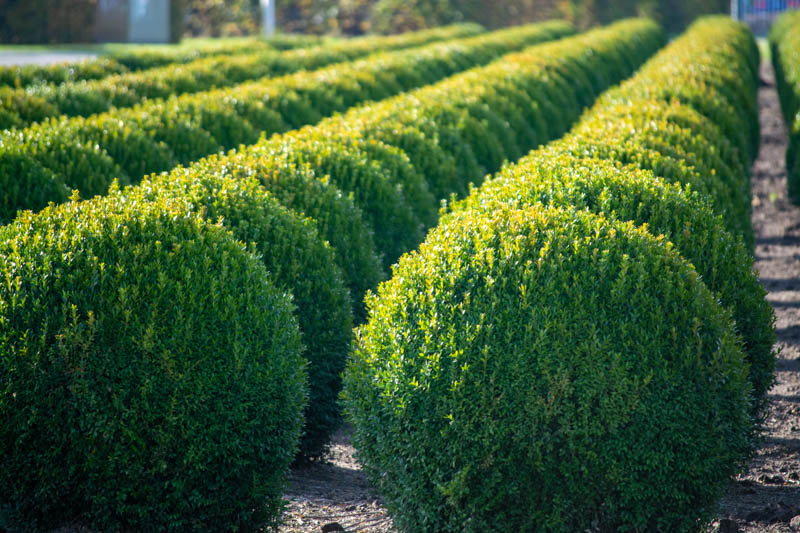 Boxwood, Common Box, Littleleaf Boxwood, Korean Boxwood, Buxus sempervirens, Buxus microphylla, Buxus hybrids, Buxus sinica var Insularis, Buxus microphylla var. Japonica, Buxus Suffruticosa