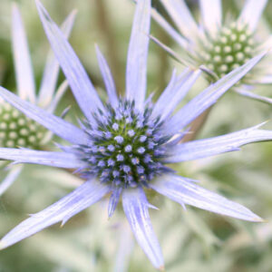 Eryngium Bourgatii, Mediterranean Sea Holly, Bourgati's Eryngo, Dry soils plants, Sandy soils plants, Blue flowers, Blue perennials