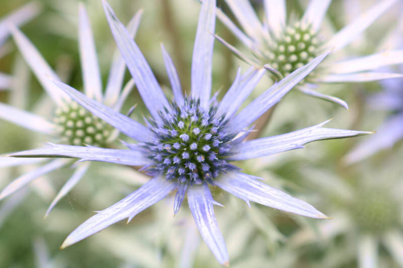 Eryngium Bourgatii, Mediterranean Sea Holly, Bourgati's Eryngo, Dry soils plants, Sandy soils plants, Blue flowers, Blue perennials