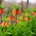 Blooming crown imperial in spring garden. Orange crown imperial flowers.