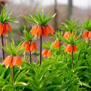 Blooming crown imperial in spring garden. Orange crown imperial flowers.