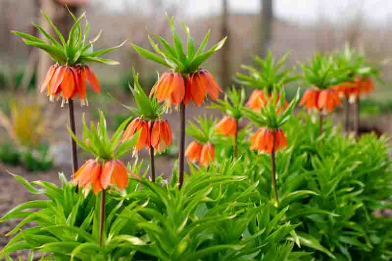 Blooming crown imperial in spring garden. Orange crown imperial flowers.