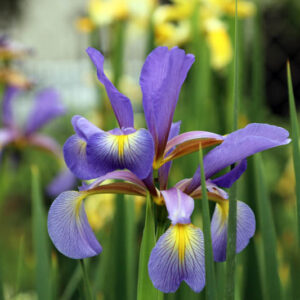 Iris Spuria, Blue Iris, Salt Marsh Iris, Butterfly Iris, Spuria Irises, Spuria Iris