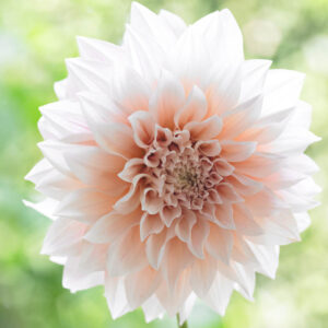 Dahlia Cafe Au lait, 'Cafe Au Lait' Dahlia, Decorative Dahlias, Dinner Plate Dahlias, Dinnerplate Dahlias, Giant Dahlias, Cream Dahlia Flowers, Dahlia Tubers, Dahlia Bulbs, Dahlia Flower, Dahlia Flowers, summer bulbs